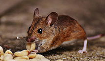 24 Hour & Emergency Exterminators in Gary, SD